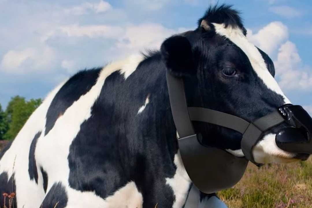 Regno Unito, startup premiata con 65 mila euro per una maschera per mucche anti-metano