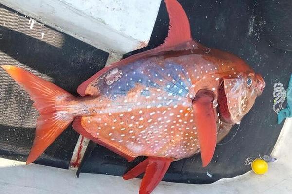 Sestri Levante, catturato un pesce re da 43 kg