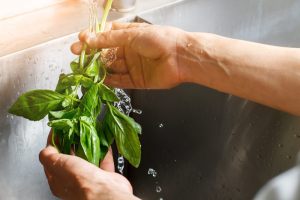 mani che lavano delle foglie di basilico