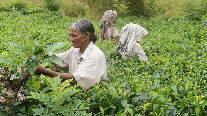 Sri Lanka in default: è allarme per la carenza di cibo