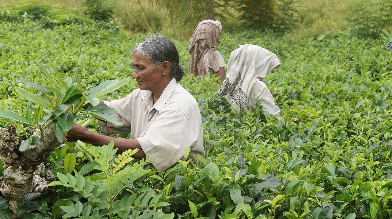 Sri Lanka, approvata la settimana lavorativa da 4 giorni: più tempo per coltivare il cibo