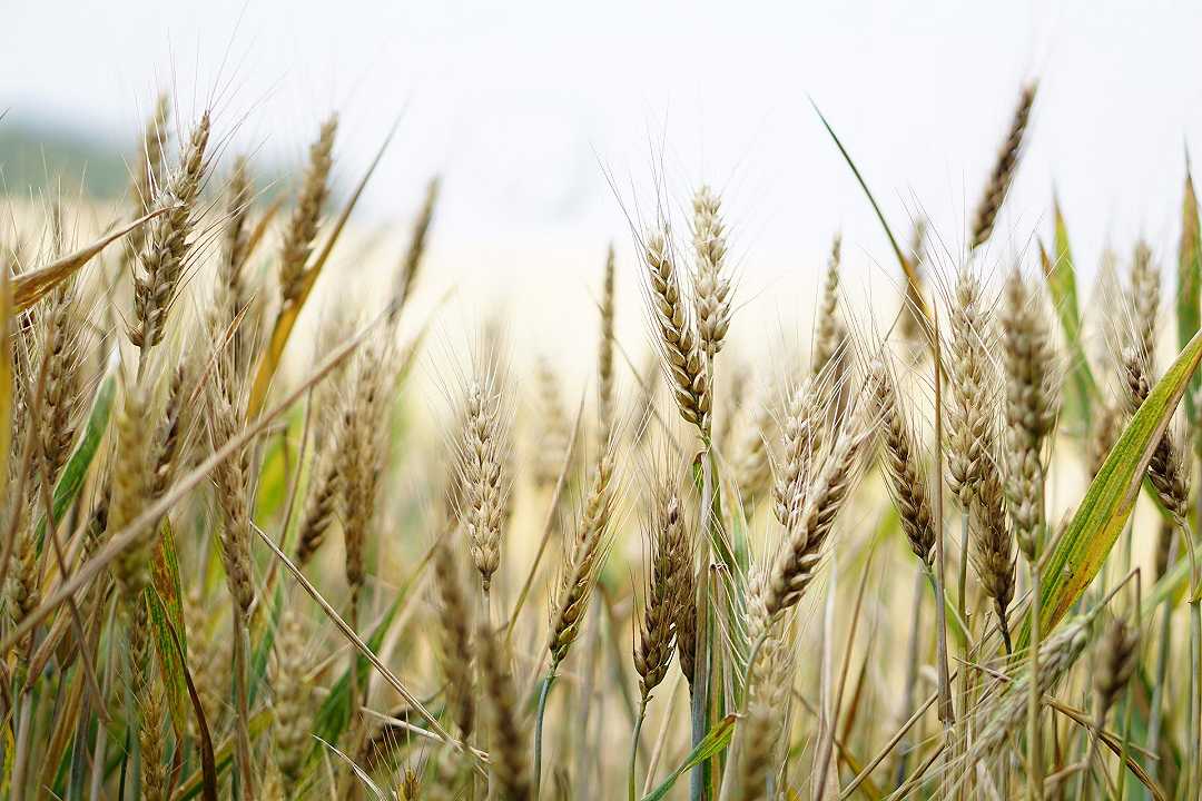 Ucraina: la regione di Zaporizhzhia, controllata dalla Russia, esporta 7 mila tonnellate di grano al giorno
