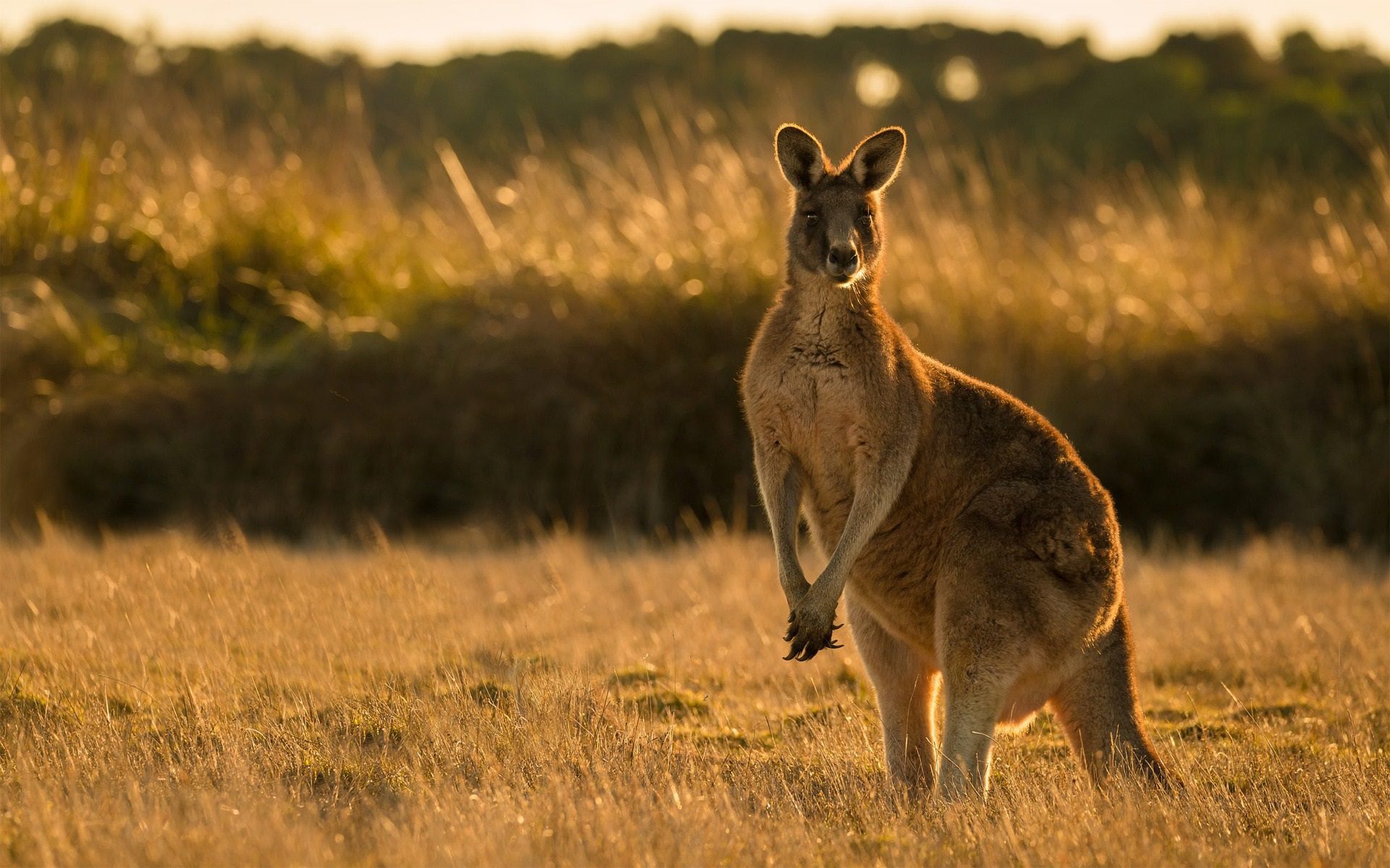 Australia canguro