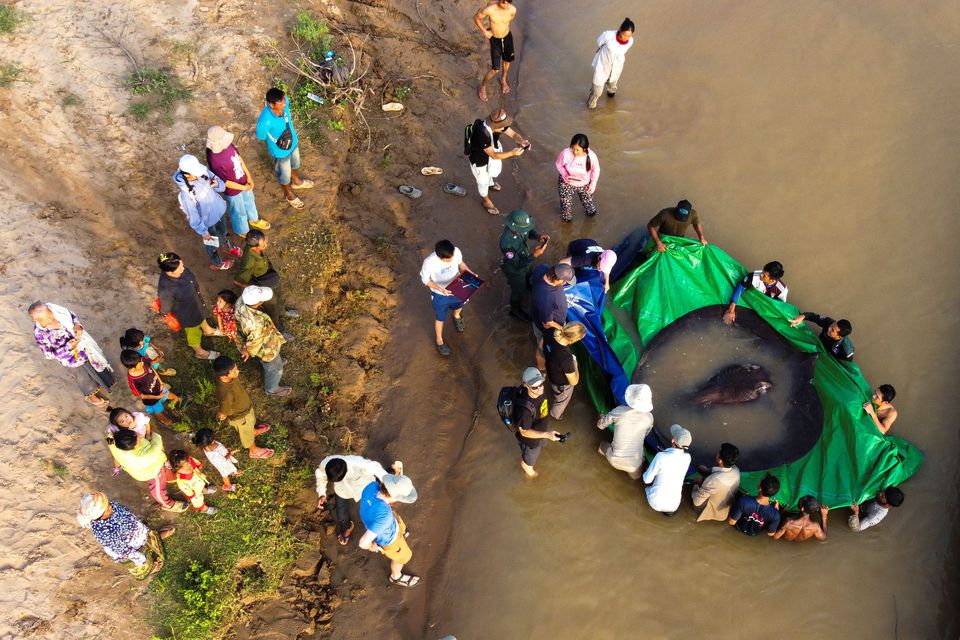 Cambogia, pescata una razza da 300 kg: è il pesce d’acqua dolce più grande del mondo