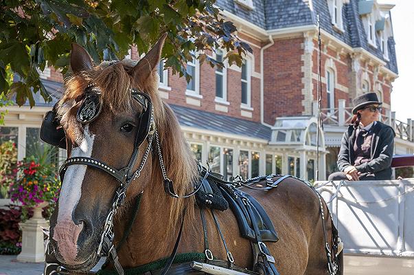 Palermo: tavolini e sedie distrutti da un cavallo imbizzarrito