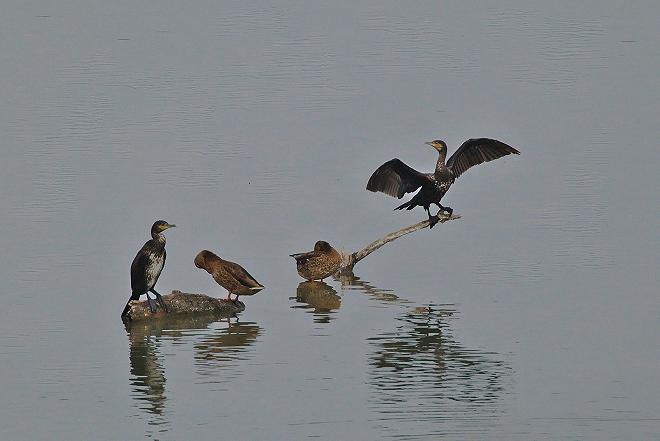 cormorani