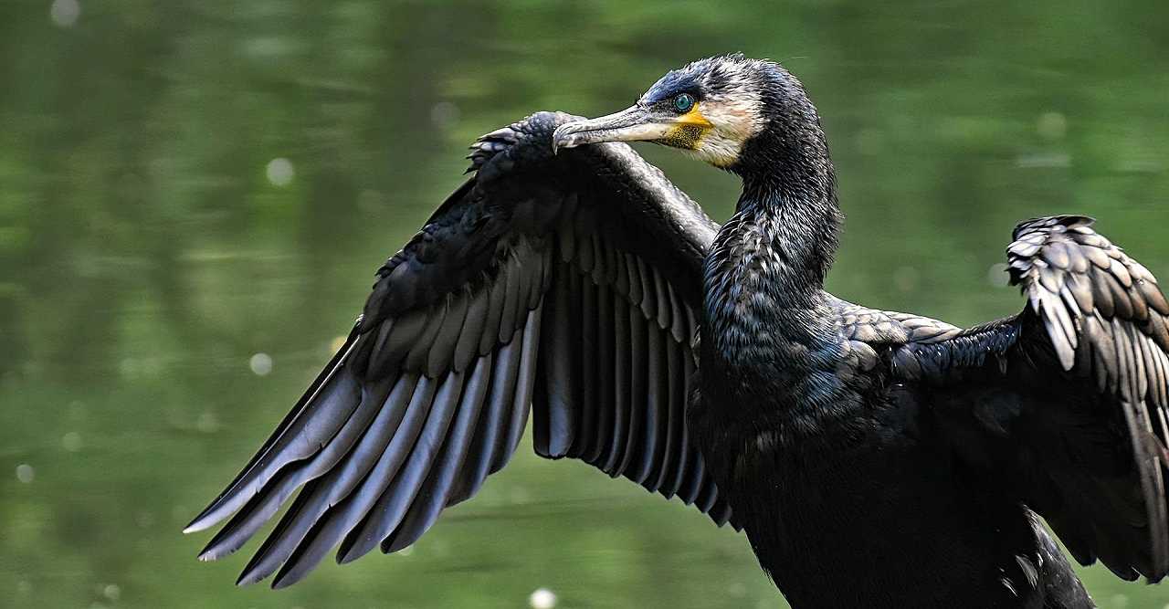 Influenza aviaria: sospetto focolaio nel Massachusetts, morti centinaia di cormorani