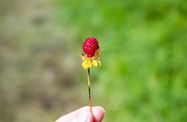 Come distinguere le fragoline di bosco dalla fragola “matta”