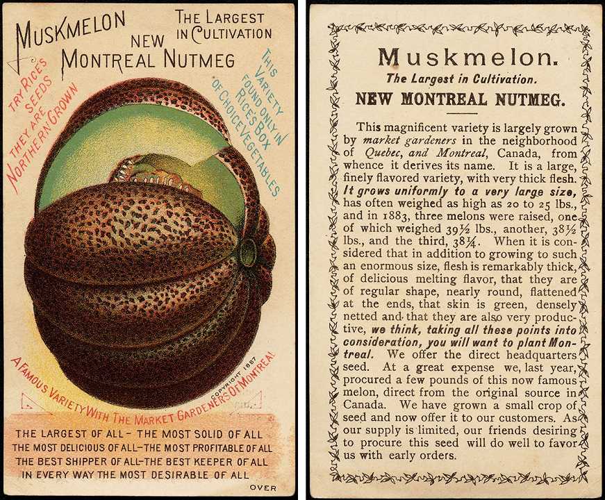 L’incredibile storia del melone di Montreal, lo champagne dei cocomeri