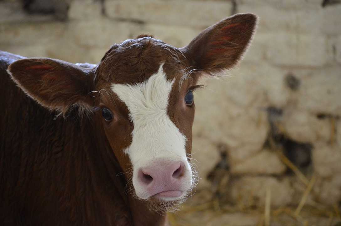 Nuova Zelanda: i rutti di mucche e pecore verranno tassati per ridurre le emissioni di metano