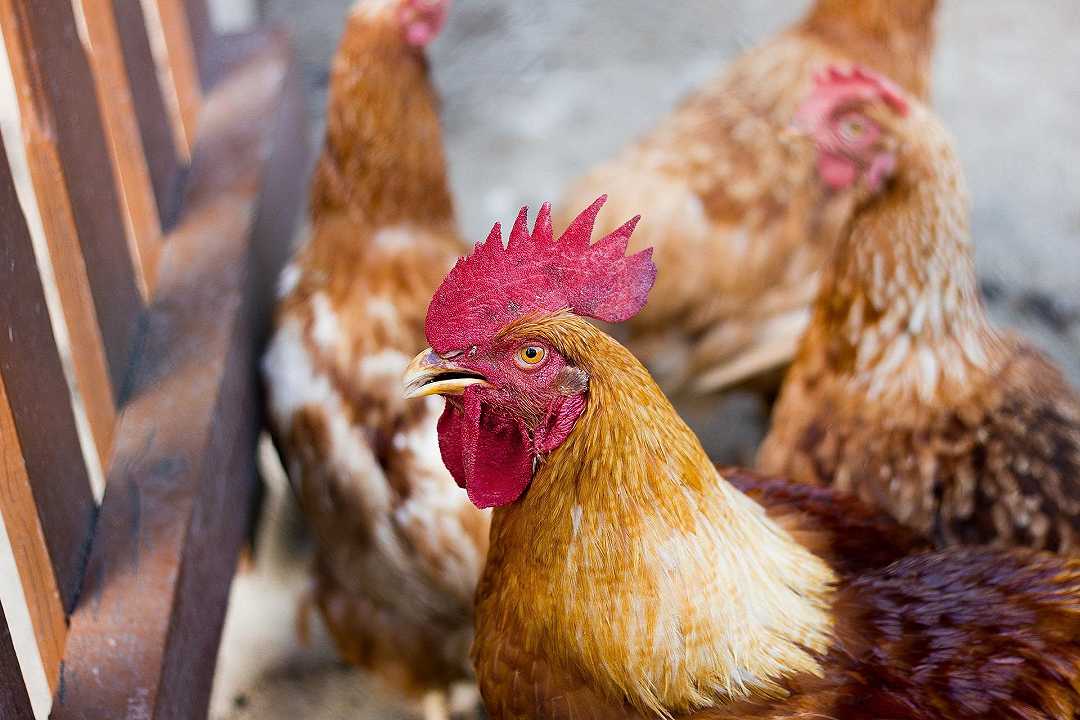 Marche: cittadino riesce a fermare un allevamento intensivo di polli