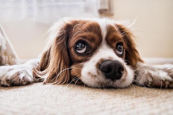 Indonesia: cresce il business della carne di cane