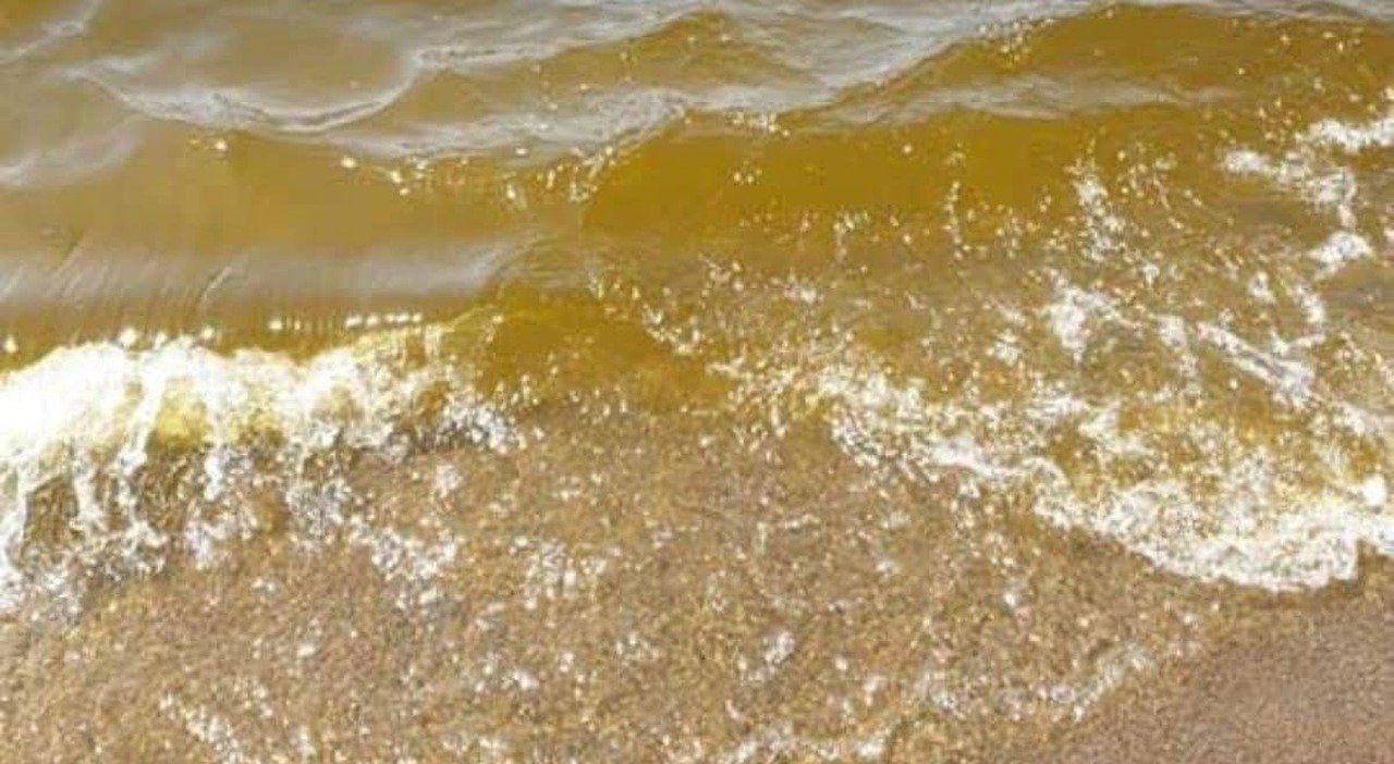 Caserta, il mare sul Litorale Domitio si tinge di marrone: è un’invasione di alghe rosse