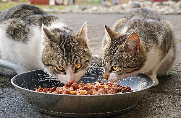 Cibo per gatti: le marche migliori e peggiori secondo la classifica di Altroconsumo