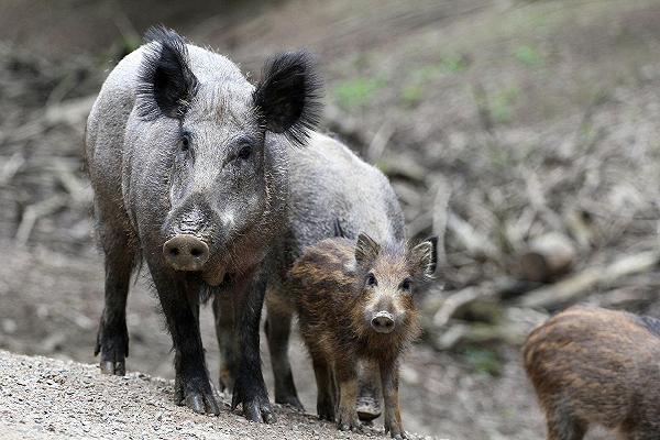 Peste suina africana: test rapido ideato dall’Università di Torino