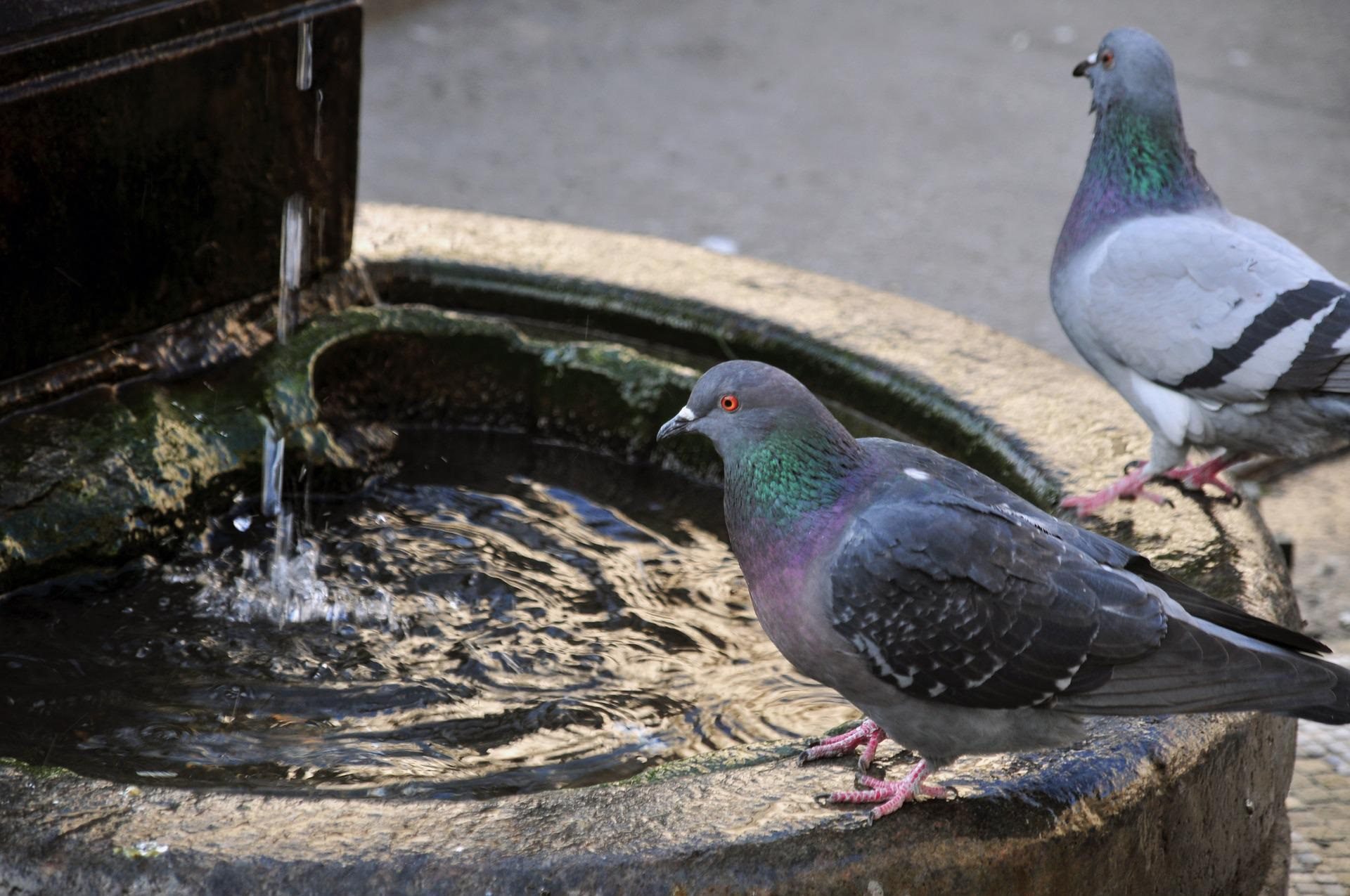 fontana acqua