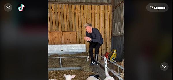Gordon Ramsay: per la PETA dopo il video sugli agnelli, i figli dovrebbero diventare vegani