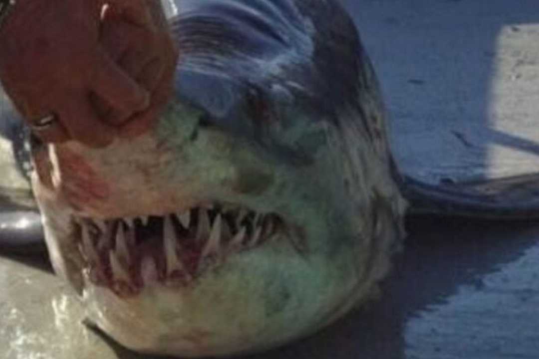 Licata, sorpresa per un peschereccio: uno squalo bianco rimane impigliato nelle reti