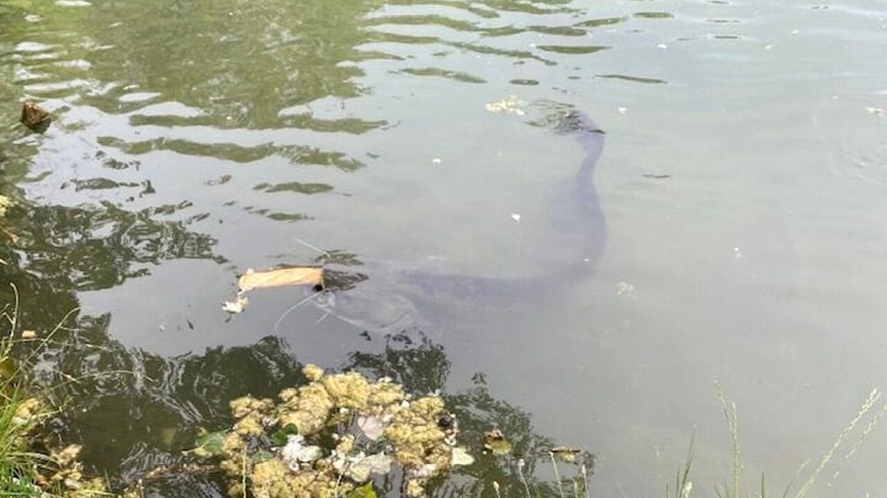Modena, avvistato un pesce siluro nel Parco Amendola: è un pericolo per l’habitat del lago