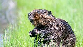 Castelnovo Sotto: la nutria è commestibile, il test di un gruppo di “volontari assaggiatori”