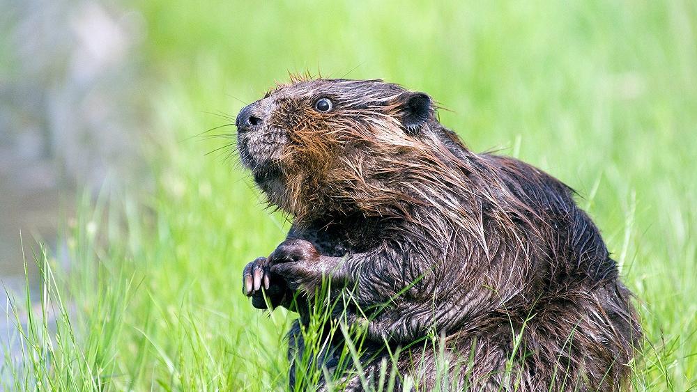 L’assurdo motivo per cui mangiare una nutria vi fa infuriare, ma il granchio blu va benissimo