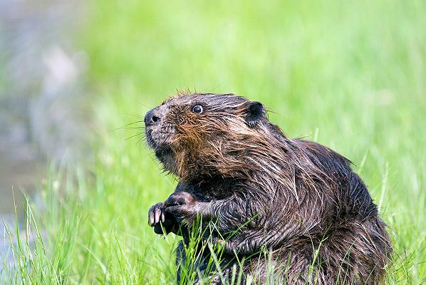 Castelnovo Sotto: la nutria è commestibile, il test di un gruppo di “volontari assaggiatori”