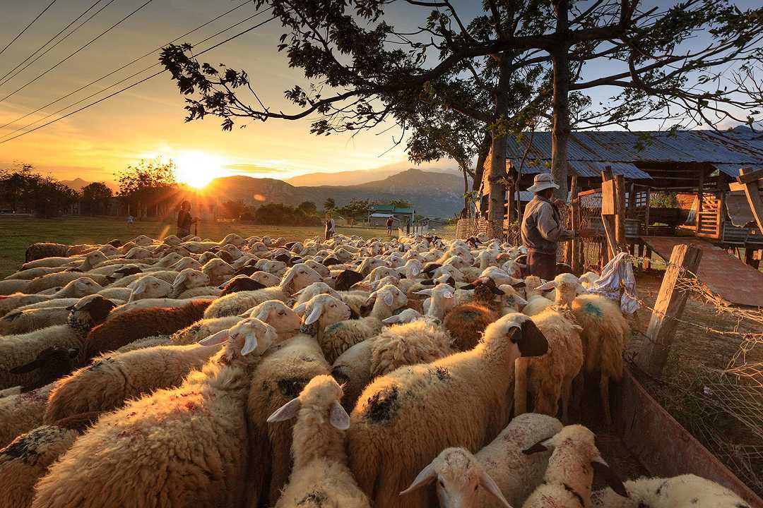 Lombardia: al via i tirocini per diventare pastori