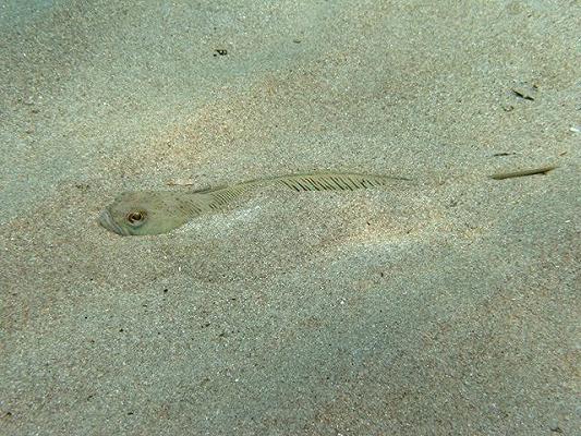 Regno Unito: è allarme pesce ragno sulle spiagge, bagnanti allertati