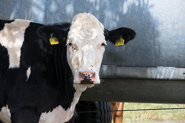 Allevamenti: il Ministero della Salute detta le regole per il trasporto degli animali sopra i 30 gradi