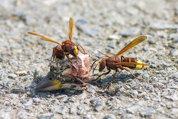 Roma: i rifiuti attirano la Vespa orientalis