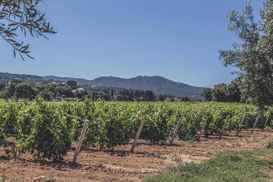 Domaine Ott: storia di grandi vini di Provenza