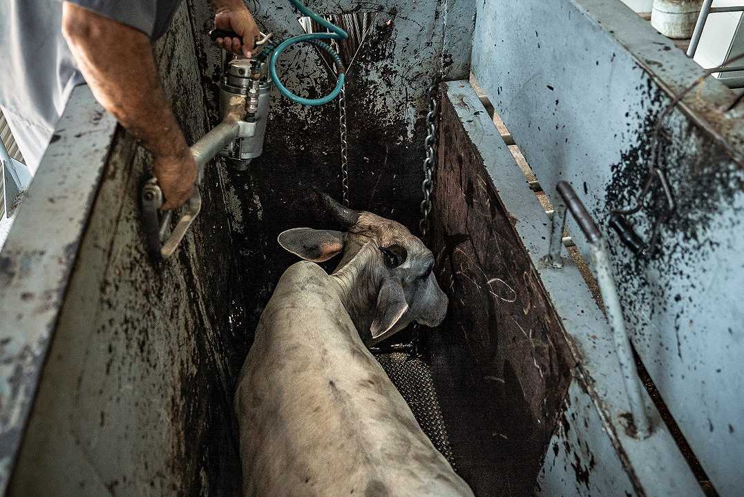 Macelli da horror in Messico: immagini shock nel video di Animal Equality