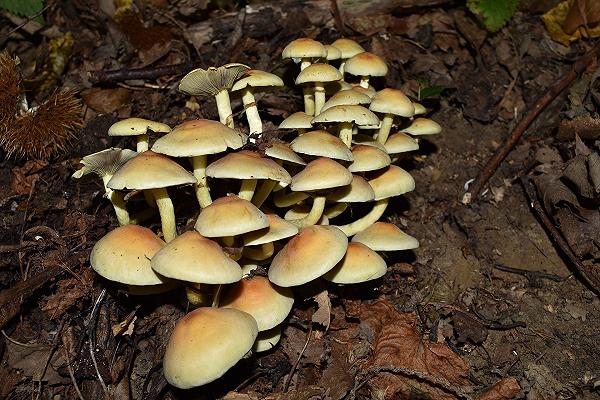 Trento: funghi velenosi scambiati per chiodini, intera famiglia intossicata