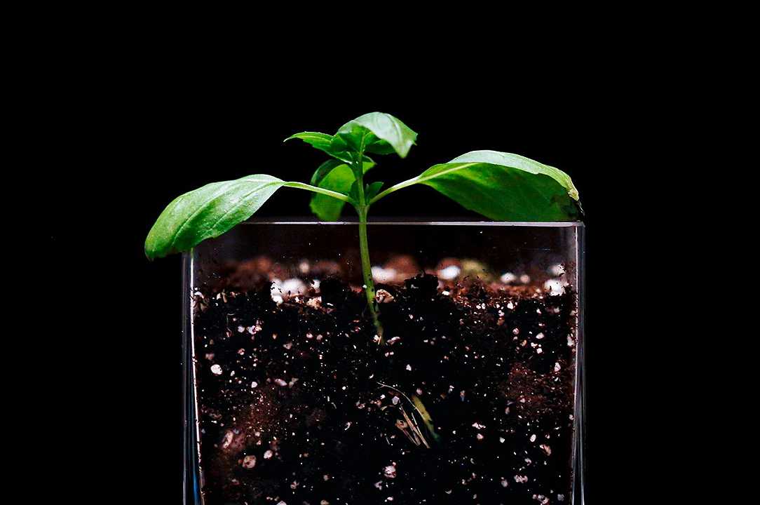 Come coltivare il basilico: tutto ciò che serve sapere