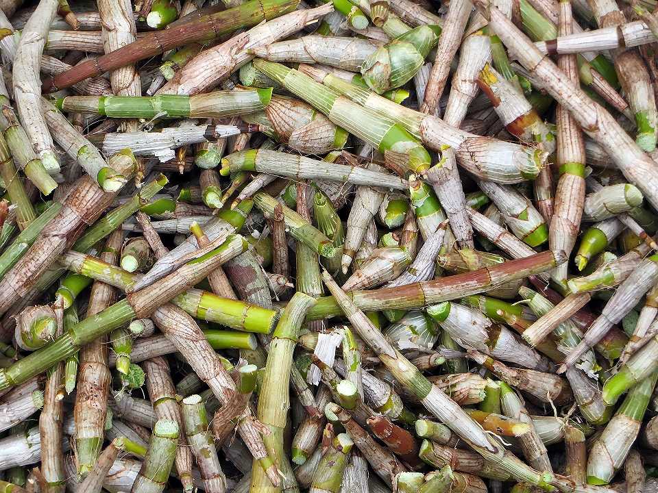 Germogli di bamboo Lien Ying: richiamo per rischio fisico