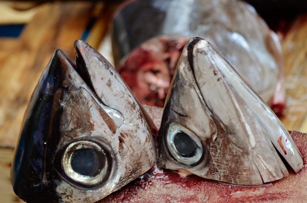 pesce morto