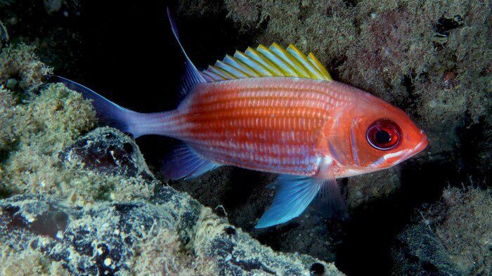 Trieste, avvistato un esemplare di pesce scoiattolo: è la prima osservazione nei mari italiani