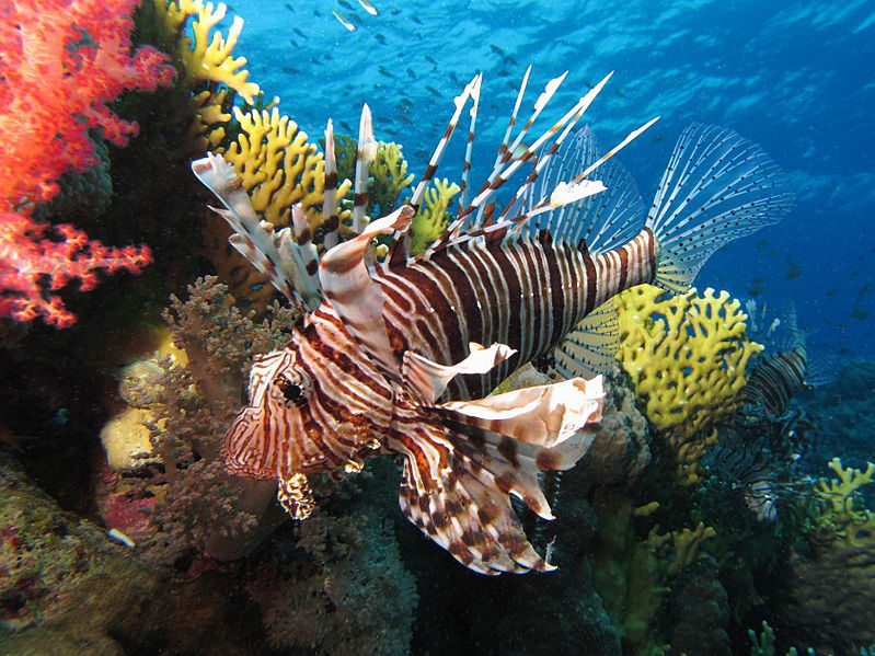 Pesci alieni: attenti a queste 4 specie pericolose non autoctone dei nostri mari