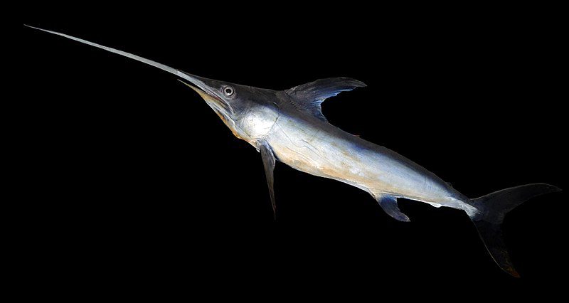 Pesca: il WWF chiede lo stop alla vendita illegale di giovani esemplari di pesce spada