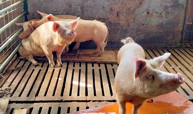 Peste suina africana, Roma: proteste per l’abbattimento di maiali e cinghiali del rifugio La sfattoria