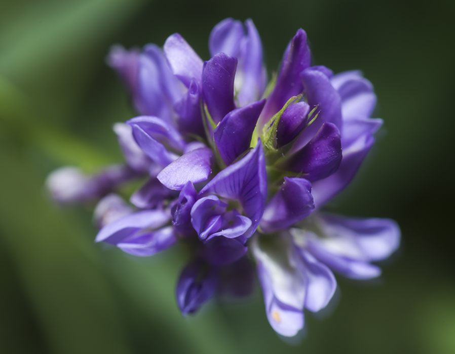 Erba medica