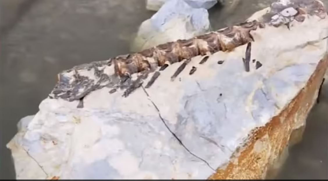 Stati Uniti, durante una gara di pesca tira su un fossile vecchio 90 milioni di anni