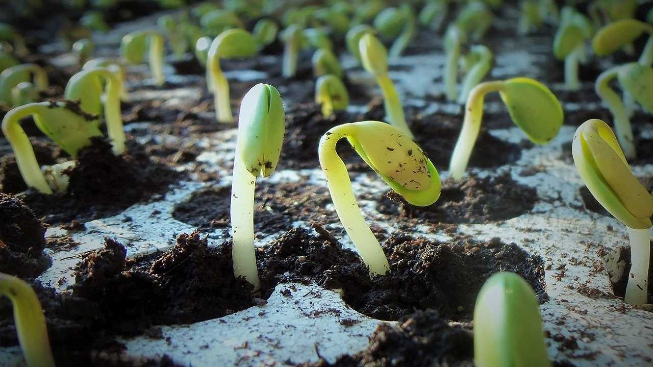 Fertilizzanti bio: uno studio italiano ha trovato un nuovo modo per ricavarli dagli scarti alimentari