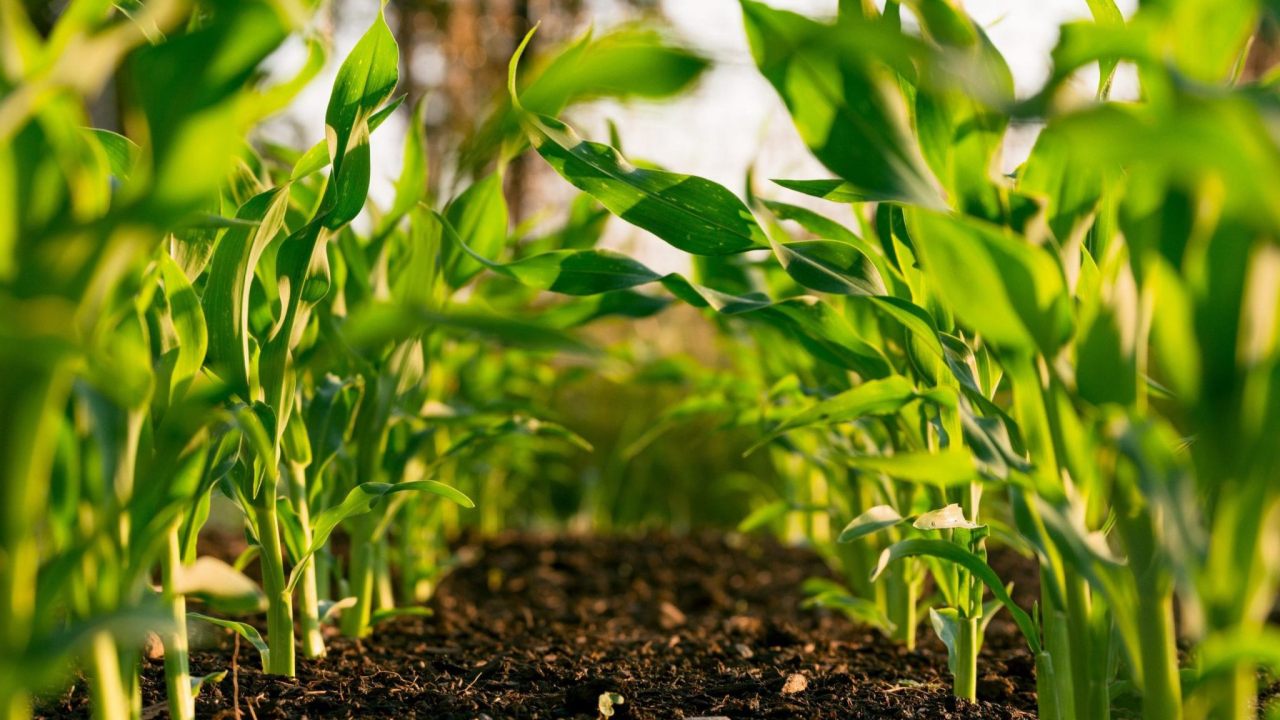 Aumento sem precedentes em fertilizantes: +116% a uma taxa anual
