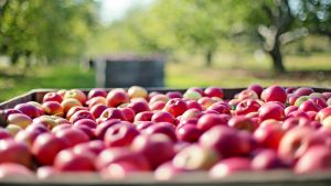 Agricoltura: mele