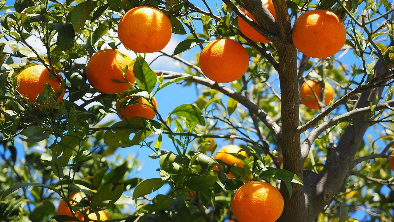 Agricoltura: arance