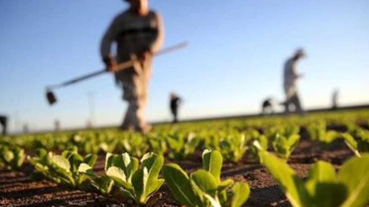 Agricoltura: in Italia la salvano i lavoratori stranieri, altro che blocchi navali