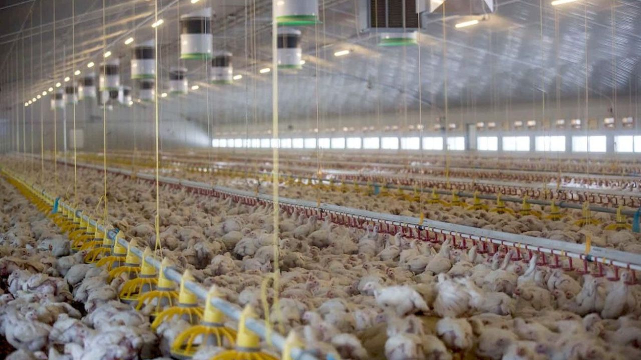 Gripe aviar, en España se da el primer positivismo entre seres humanos