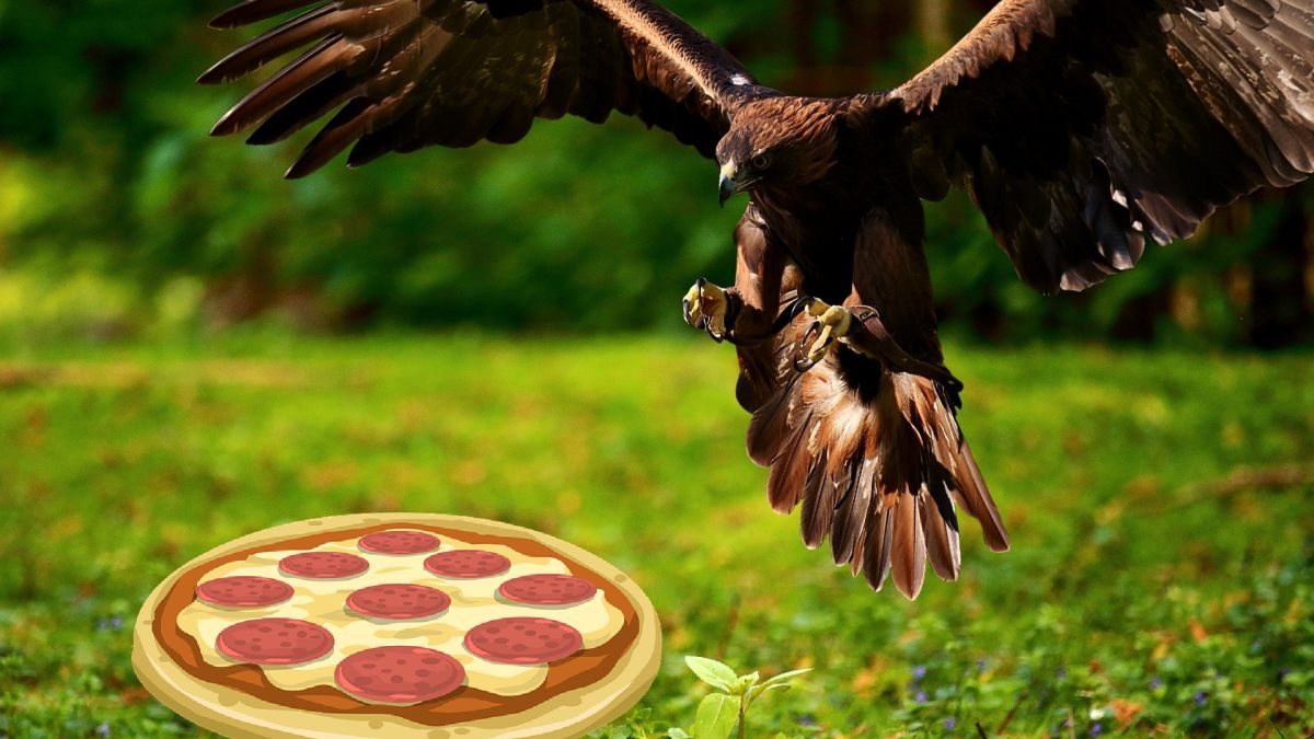 aquila