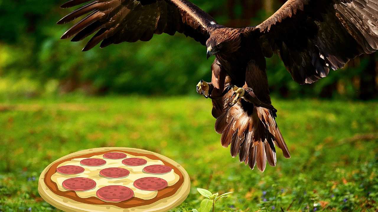 Londra, picnic con ospite a sorpresa: un’aquila vola in picchiata e ruba la pizza